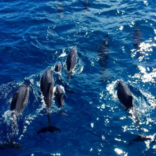 돌핀크루즈+한국인가이드+참치회+선상낚시+스노쿨링